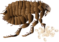 Fleas eat tapeworm eggs