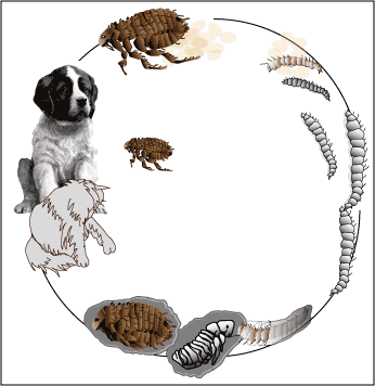 The life cycle of the flea