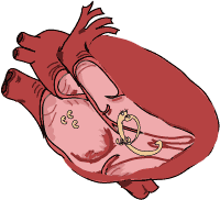 Adult heartworms produce babies called microfilariae