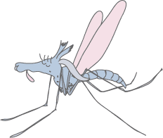 the microfilariae larvae move through the mosquito into it's 'kidneys'