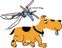 When the mosquito feeds, the miniature heartworm are deposited on the surface of the skin. When the mosquito withdraws its proboscis, the larvae slip down the remaining wound and enter the dog.