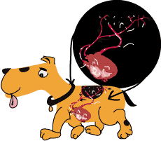 After reaching the 5th stage of their lives, the young adult worms enter the bloodstream and find their way to the heart and pulmonary arteries