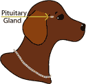 Drawing of dog pituitary gland
