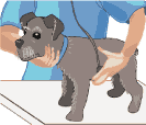 It's important for the pregnant female to be examined by a veterinarian