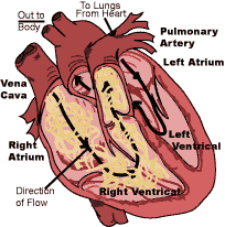 Heavy infestations of Heartworm clog the heart and interfere with blood flow