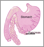 Drawing of Pancreas