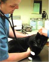 Listening to a cat's heart.